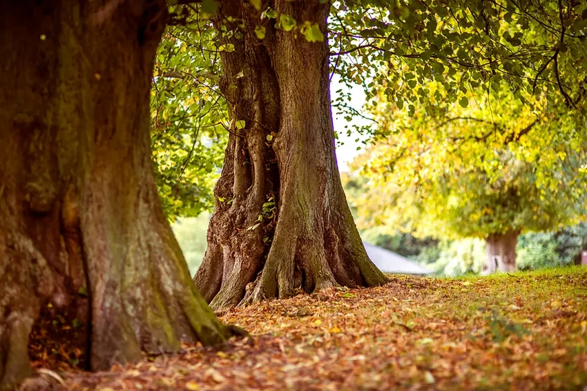 Как дерево и запах выдают преступника: неочевидные методы криминалистики