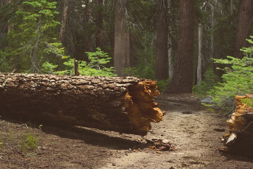 Как дерево и запах выдают преступника: неочевидные методы криминалистики