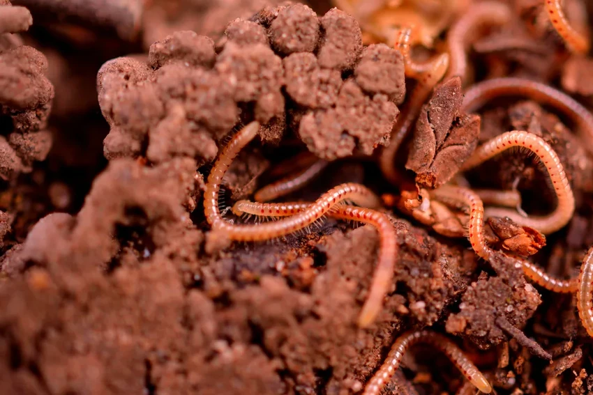 Как дерево и запах выдают преступника: неочевидные методы криминалистики