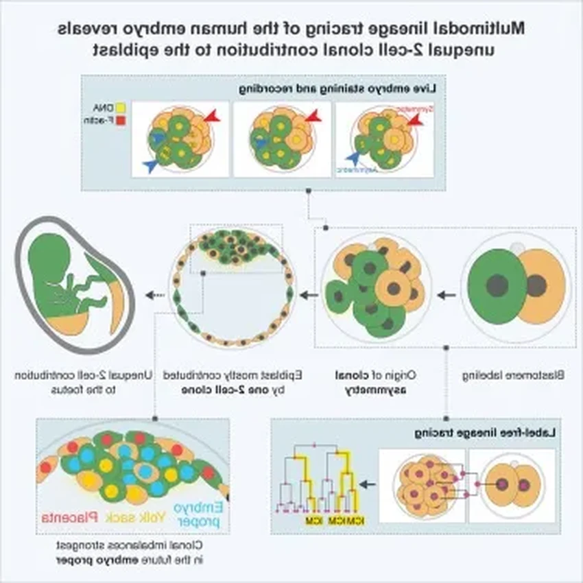 Тайна первого деления: как асимметрия эмбриона определяет развитие человека