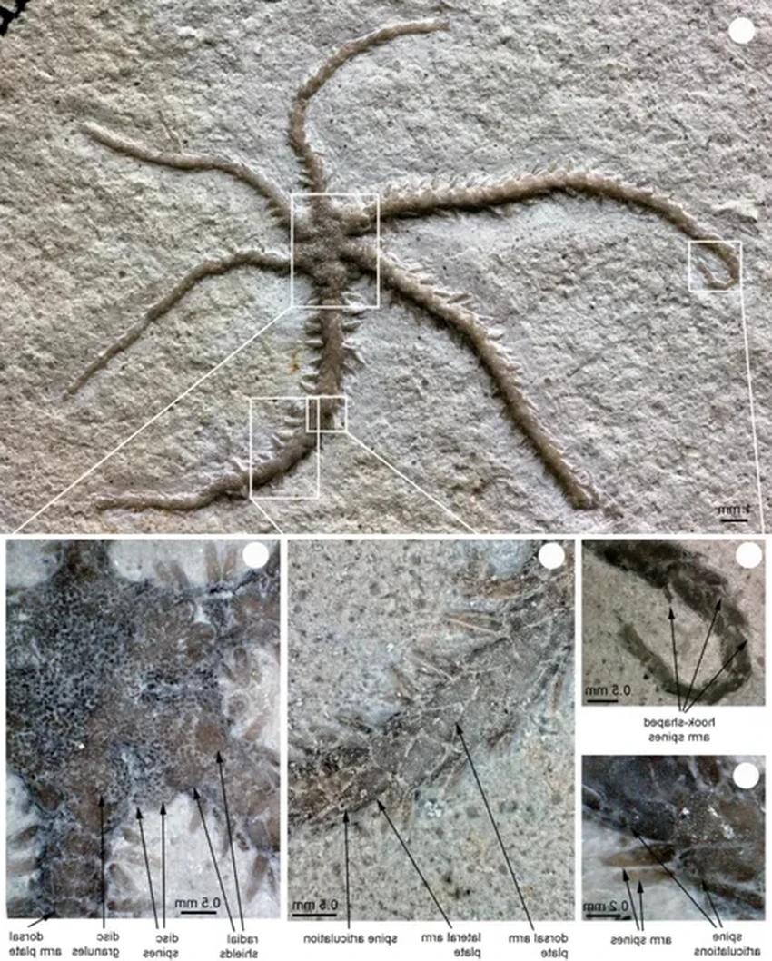 Застывшая регенерация: офиура клонировала себя 155 миллионов лет назад