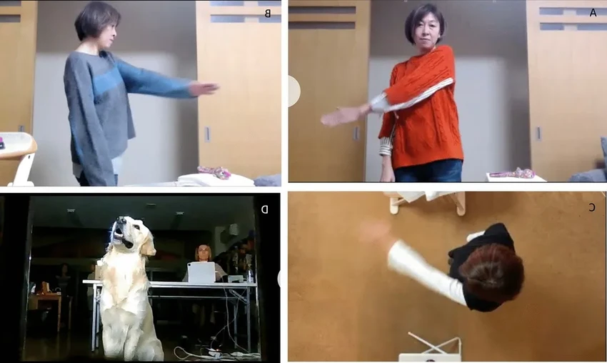 Собаки копируют хозяев: удивительный эксперимент с подражанием по видеозвонку