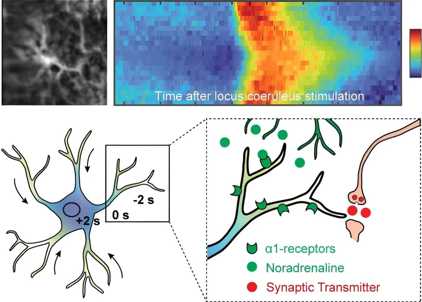 Астроциты: тихие хранители памяти в нашем мозге