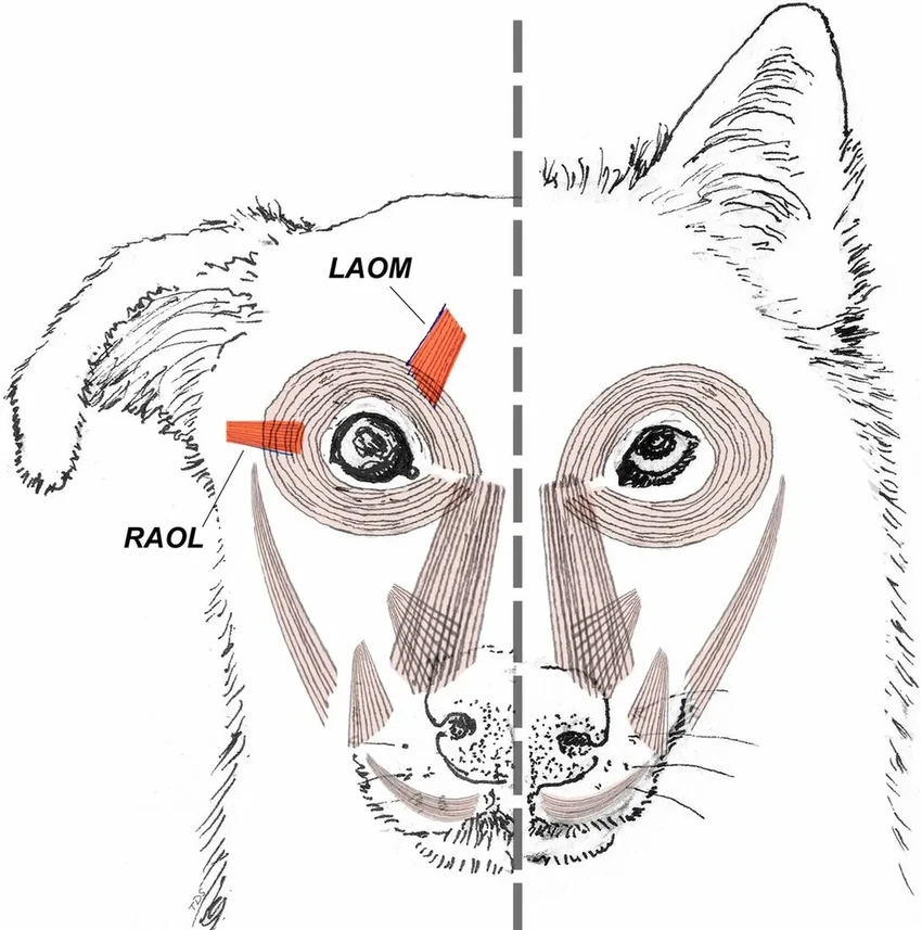 Щенячий взгляд: дикие собаки доказывают, что это не для людей