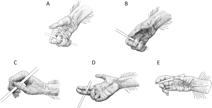 Шимпанзе учатся всю жизнь: как обезьяны совершенствуют навыки с орудиями