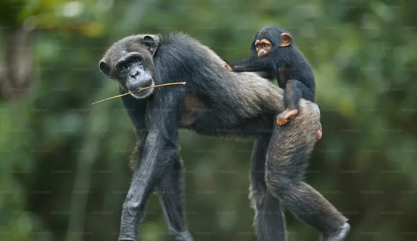 Шимпанзе учатся всю жизнь: как обезьяны совершенствуют навыки с орудиями