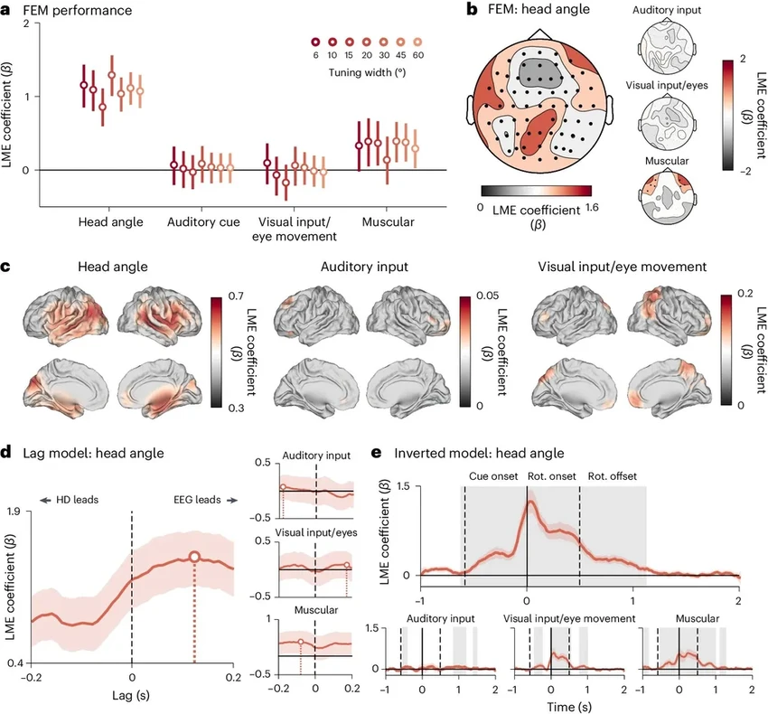 Ученые нашли внутренний компас: как мозг ориентируется в пространстве