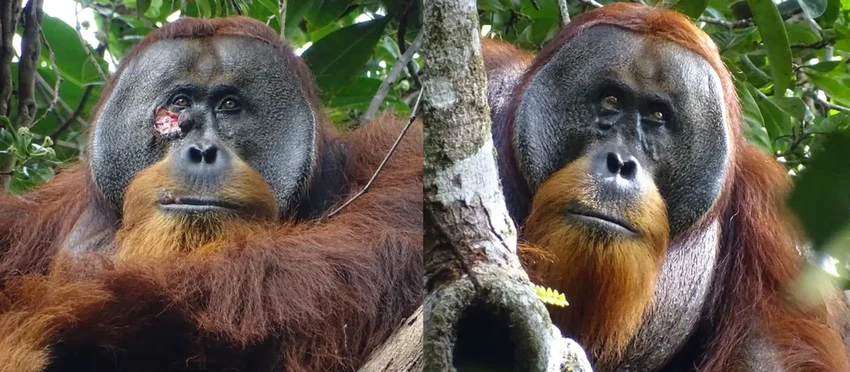 Впервые в истории: орангутанг сам наложил на рану лечебную повязку