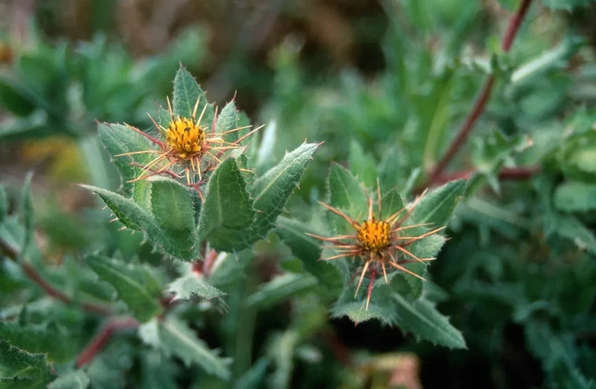 Обычный цветок поможет нервам восстанавливаться быстрее