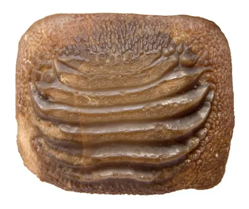 Найдены окаменелости 10-метрового предка белой акулы: уникальная сохранность в Мексике