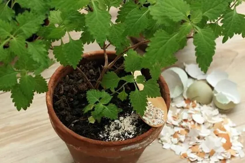 Что сделать из яичной скорлупы: необычное топливо и 7 других идей