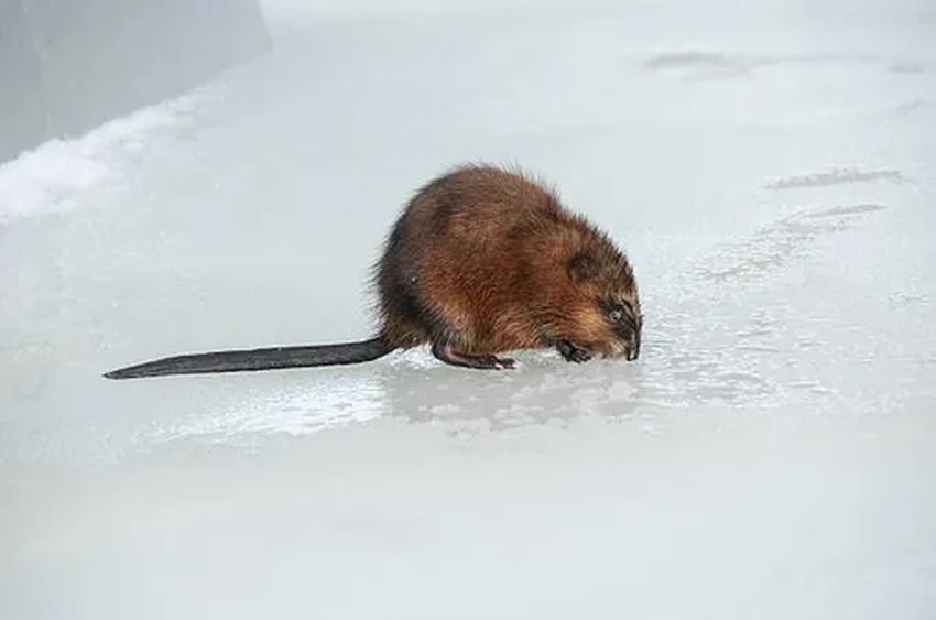 За что выхухоль назвали вонючкой: правда о смешном имени и судьба зверька