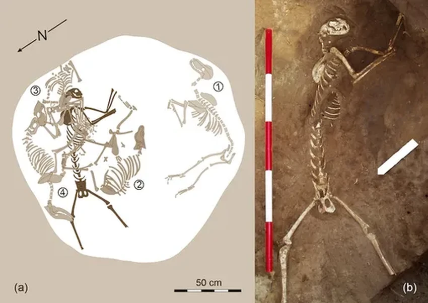 Венгерская находка: 1500-летний скелет рыси, похороненный под четырьмя собаками