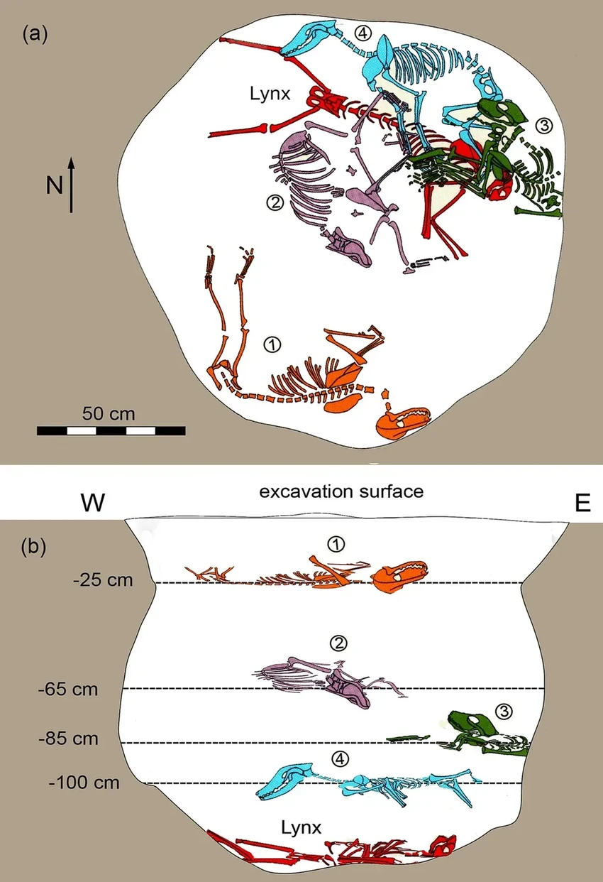 Венгерская находка: 1500-летний скелет рыси, похороненный под четырьмя собаками