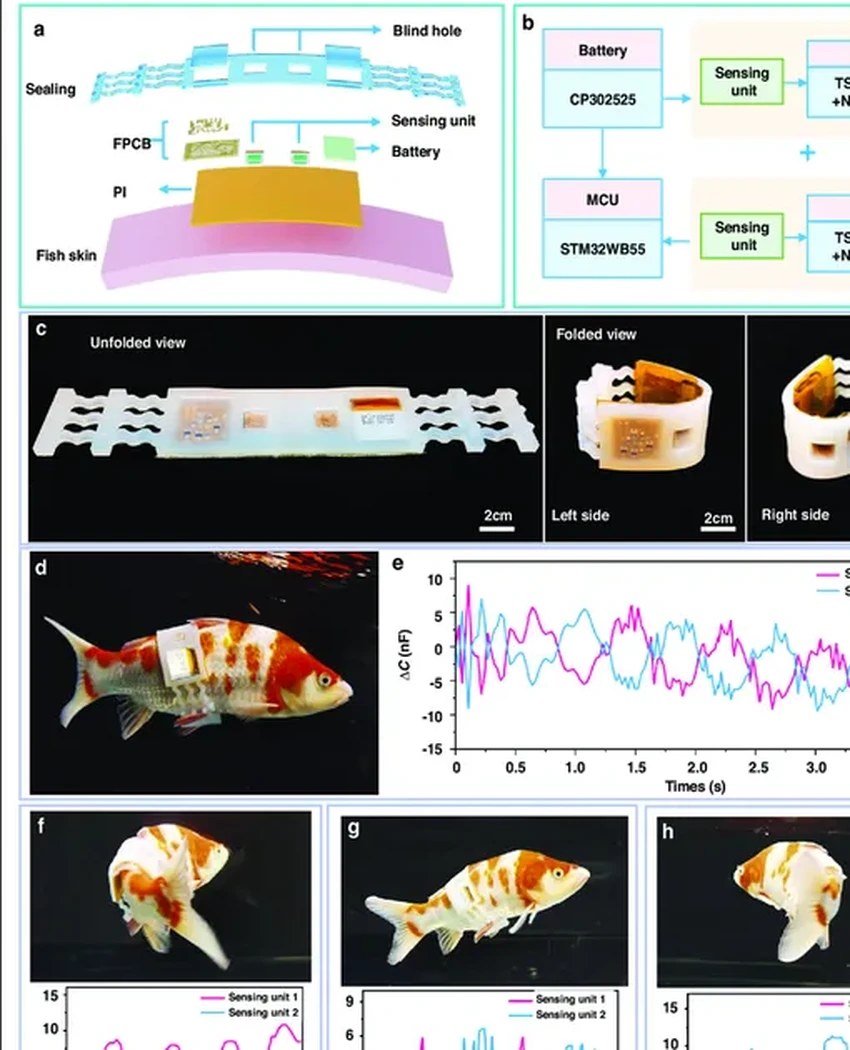 Ученые создали жилеты-датчики для рыб, чтобы шпионить за их подводной жизнью