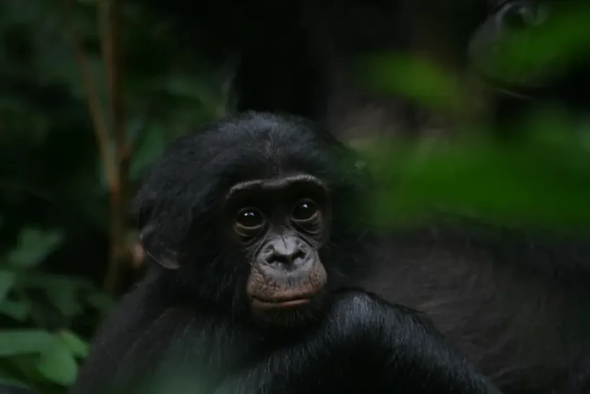 Бонобо против шимпанзе: кто на самом деле агрессивнее?