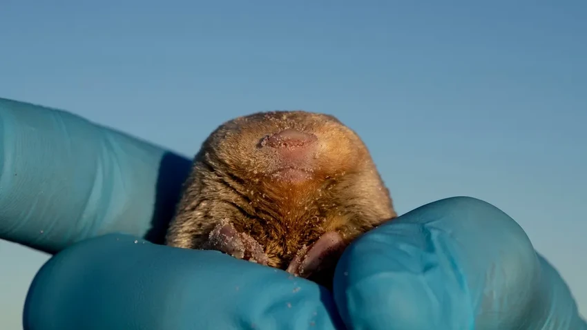 В Австралии нашли редчайшего золотистого сумчатого крота