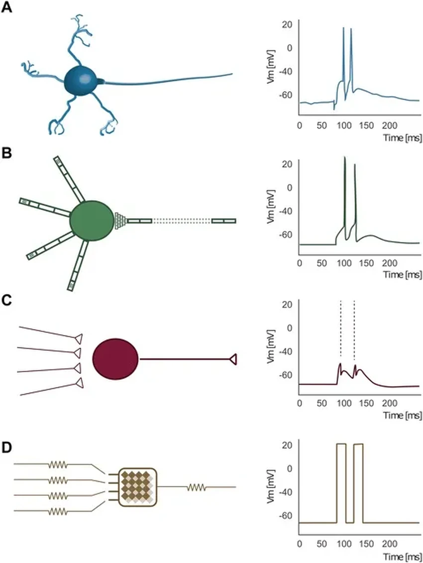 Ученые повторили «разговор» нейронов в электронной схеме