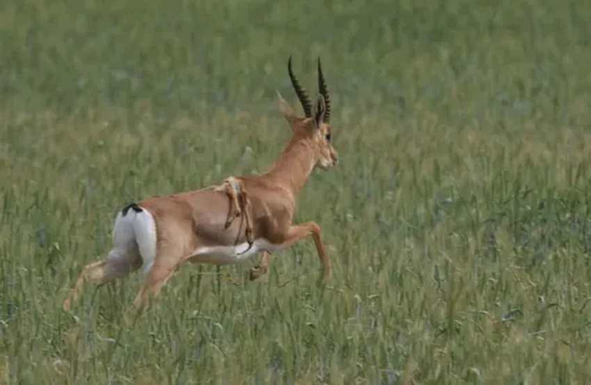 Ученые обнаружили в Израиле уникальную шестиногую газель