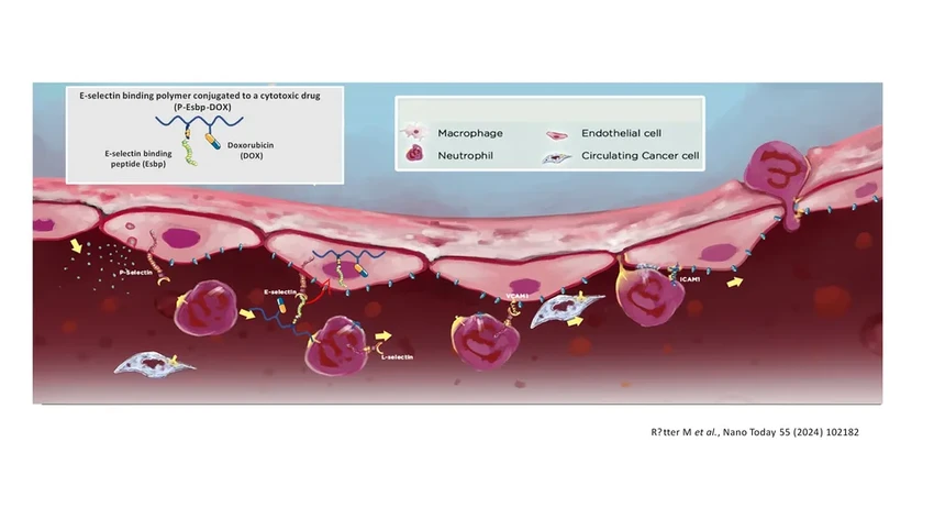 Новый полимер для нанотерапии уничтожает метастазы рака в печени