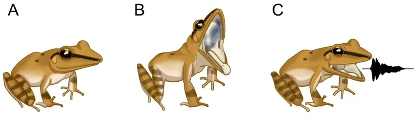 Лягушки отпугивают врагов ультразвуком, который не слышен человеку