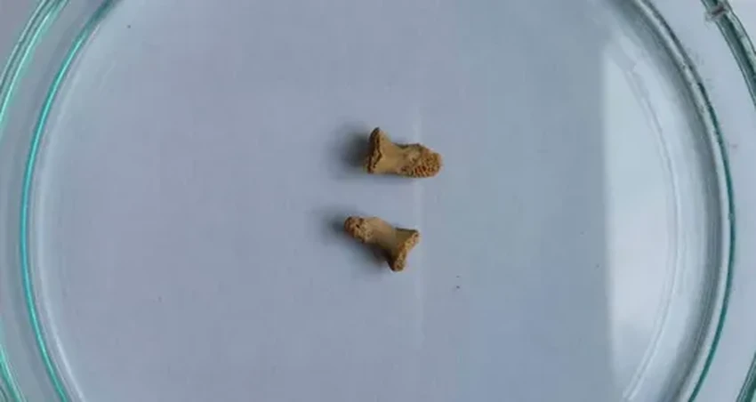 Трагедия неандертальского ребенка: кости в желудке гигантской птицы