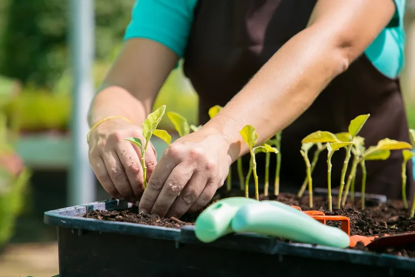 Весенняя подготовка грядок: секреты раннего урожая для вашей рассады