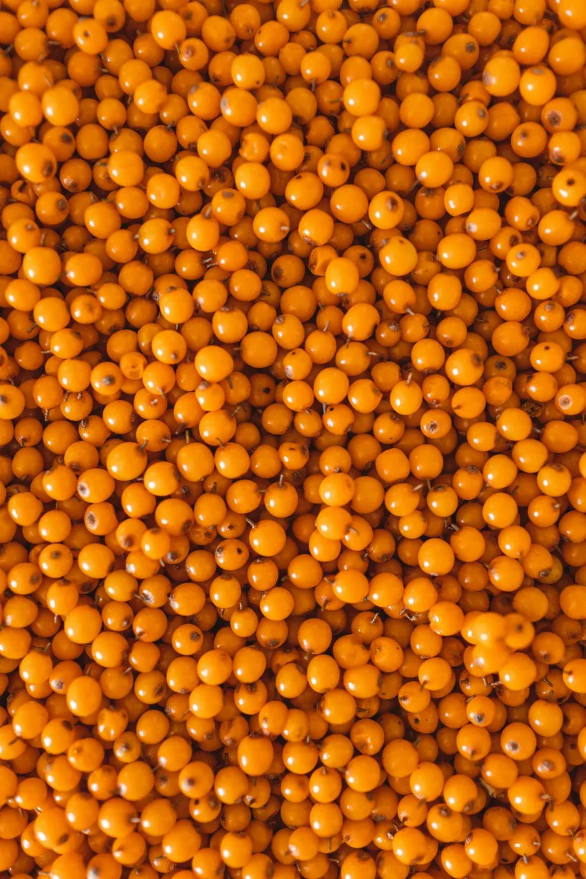 Помогает ли облепиха при диабете и ожирении: новые данные учёных