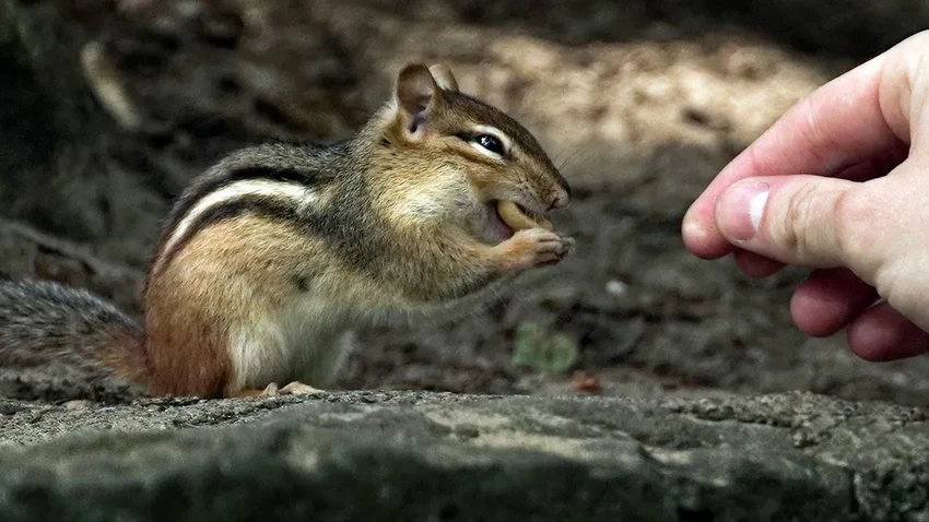 Вирусы от людей: как человек заражает животных в два раза чаще