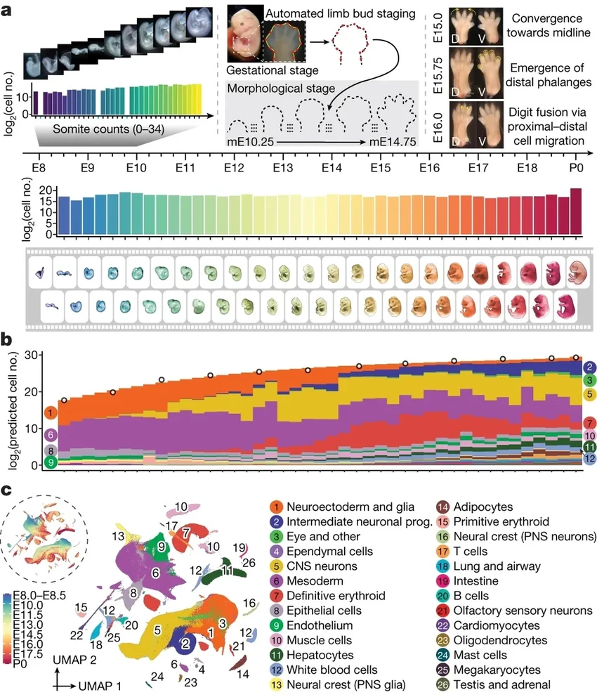 Атлас эмбриона мыши: как ученые за год изучили 12 миллионов клеток
