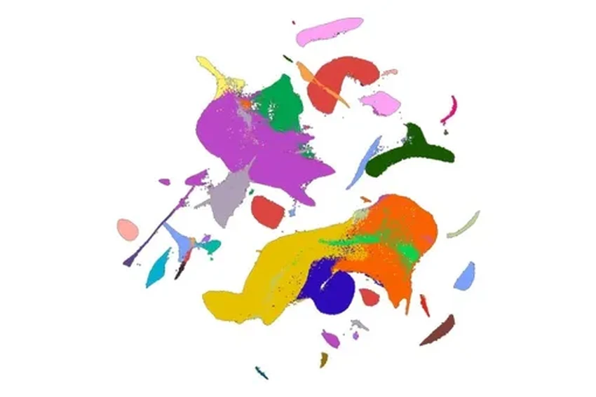 Атлас эмбриона мыши: как ученые за год изучили 12 миллионов клеток