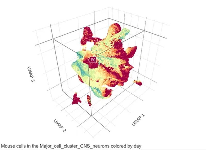 Атлас эмбриона мыши: как ученые за год изучили 12 миллионов клеток