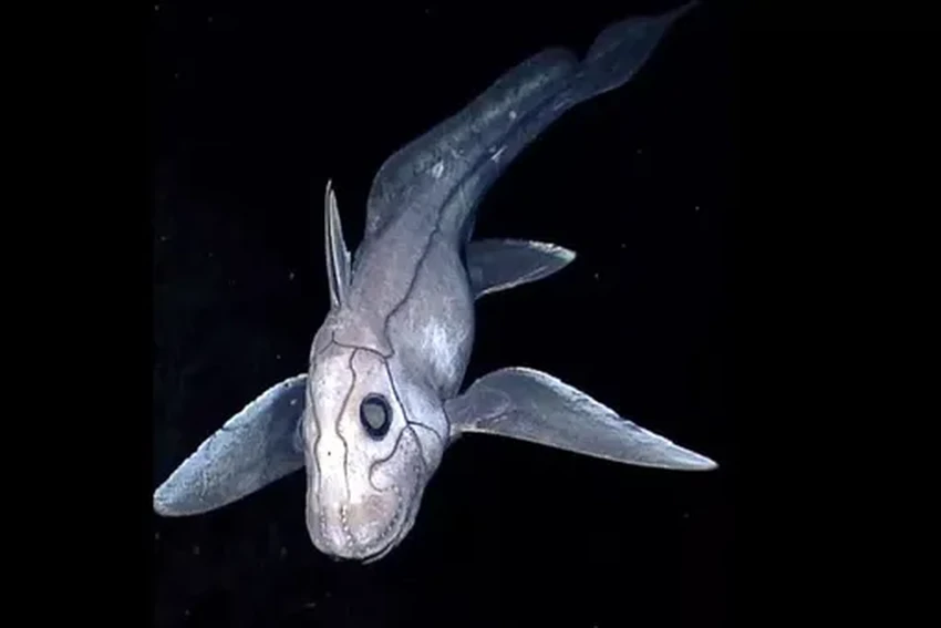 Новый вид акулы-призрака с огромными глазами найден на глубине у Таиланда