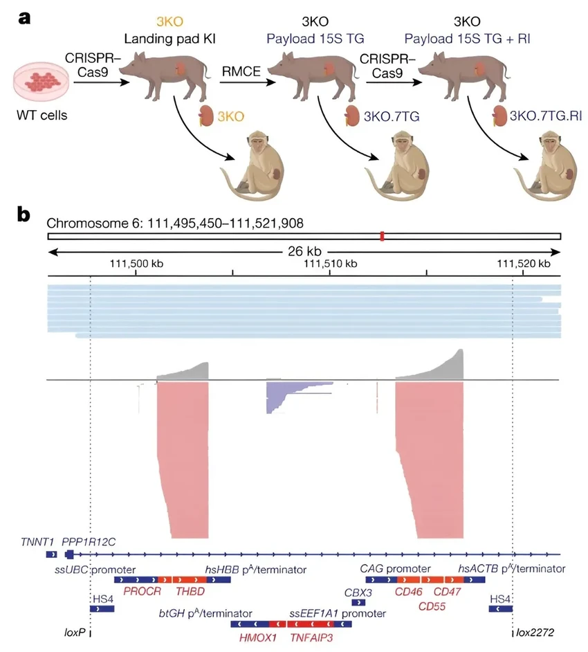 История медицины: первая пересадка генетически модифицированной свиной почки человеку