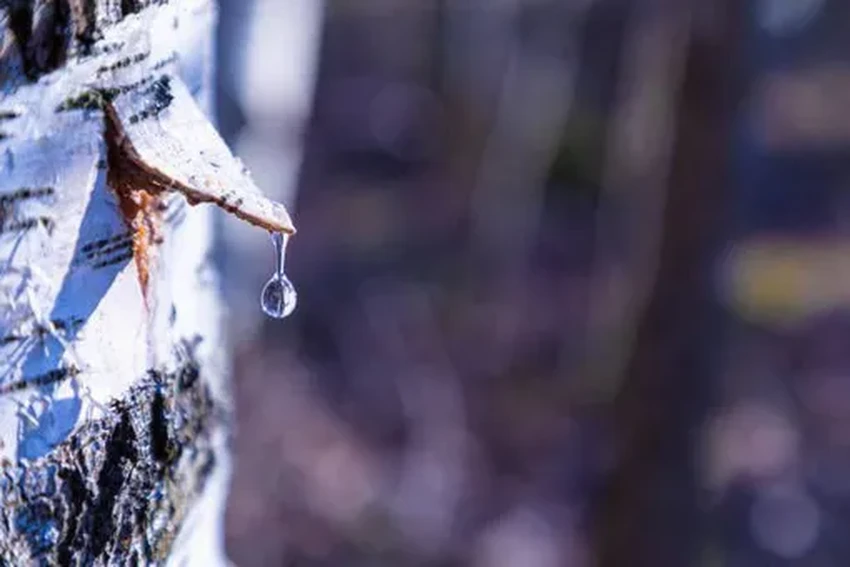 Берёзовый сок: честный гид по сбору и правда о советском напитке