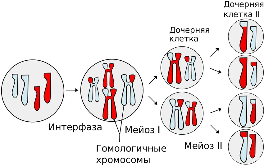 Разгадана вековая тайна мейоза: как генетика ограничивает разнообразие потомства