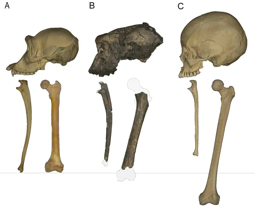 Sahelanthropus: примат, который ходил на двух ногах 7 миллионов лет назад