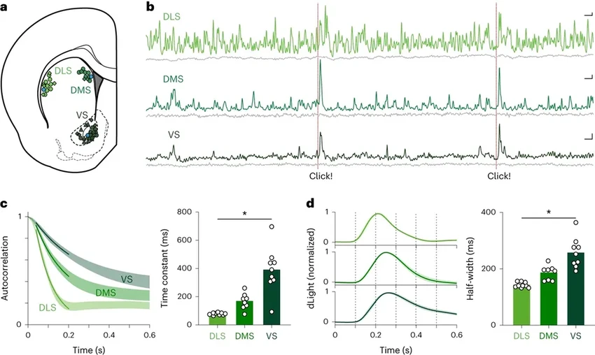 Как мозг предсказывает время награды и учится терпению: роль дофамина
