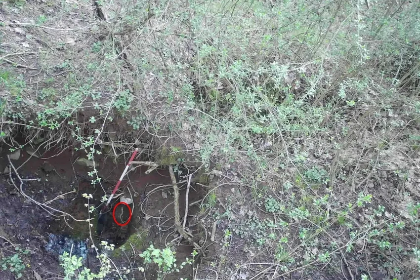 Тайная жизнь пещерных драконов: куда выходят слепые протеи?