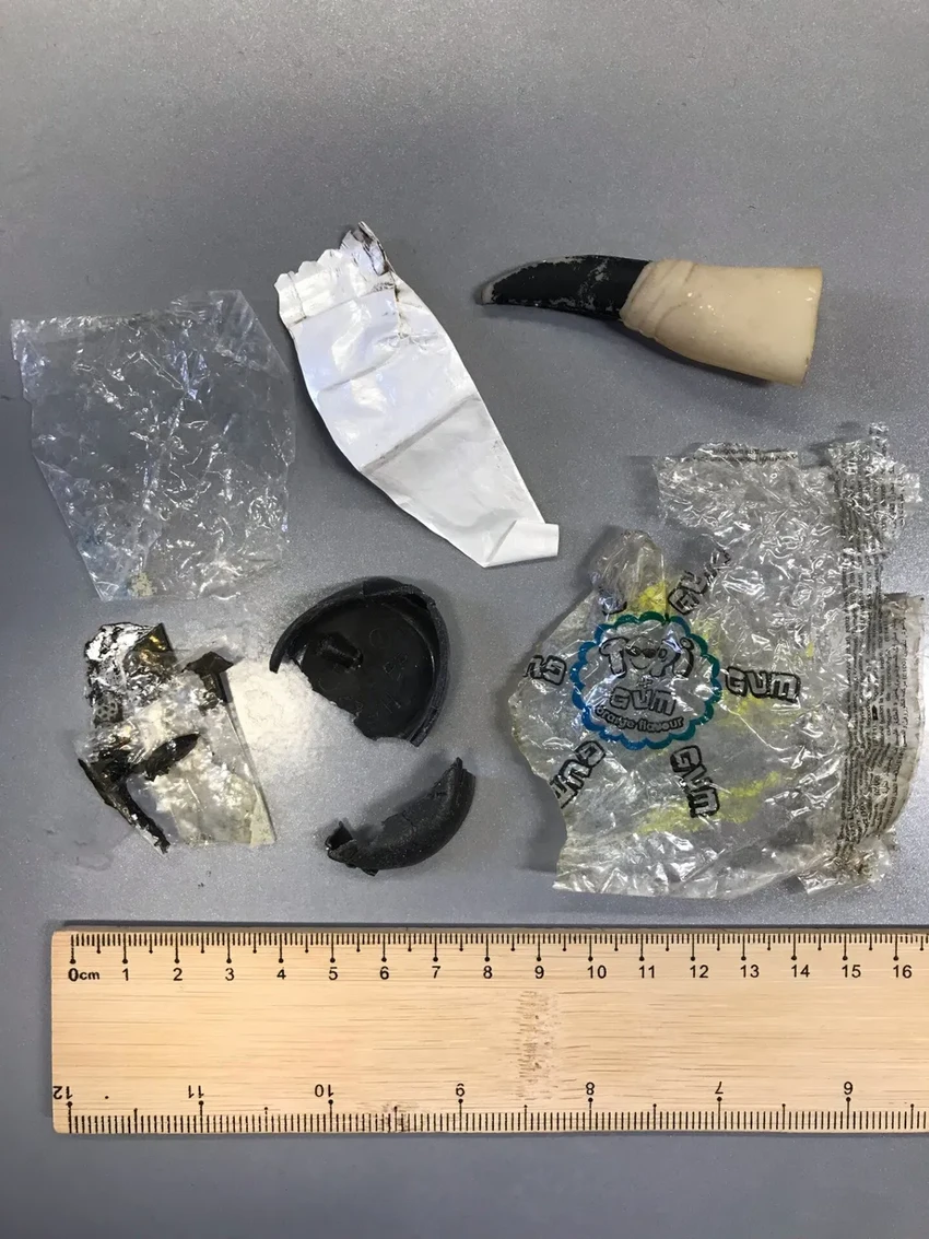 В желудках черепах нашли пластик: игрушки, фантики и крышки