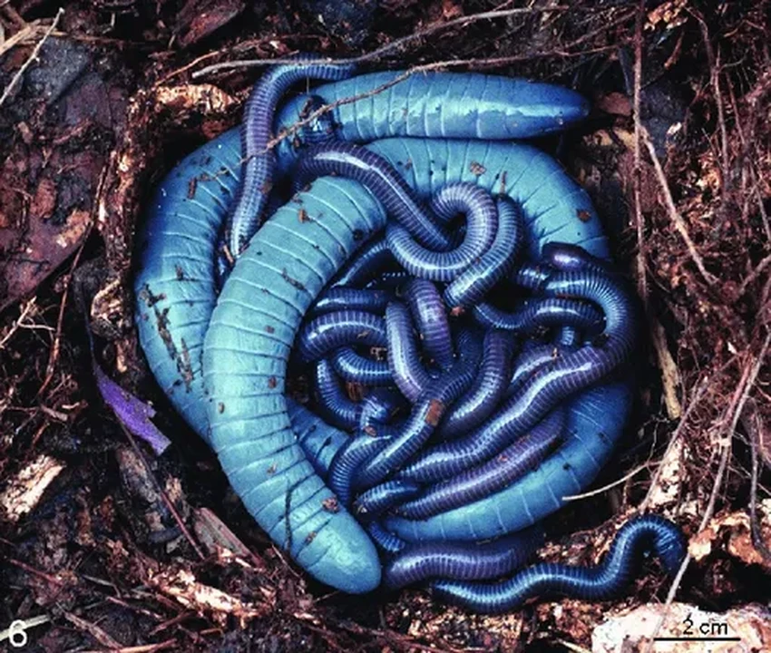 Открытие: червяга кормит потомство «молоком» и слушает голодные крики