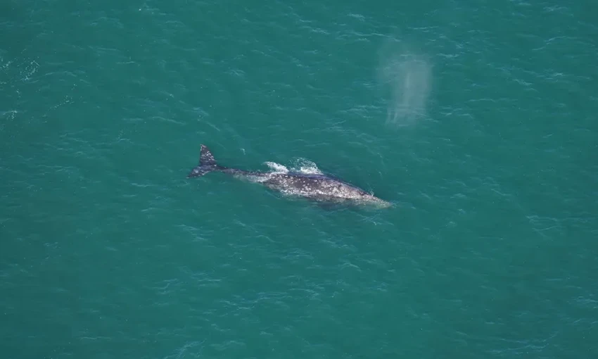 Серый кит вернулся в Атлантику спустя два века