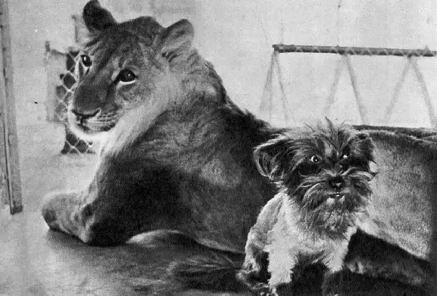 Семья Берберовых и лев Кинг: почему диким животным не место в доме