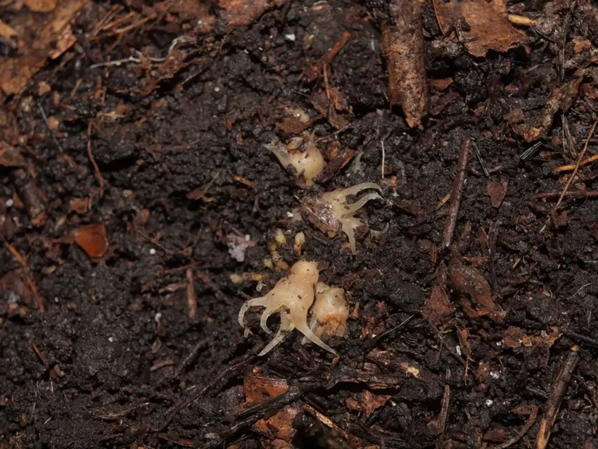 В Японии нашли новый род растений-призраков, паразитирующих на грибах