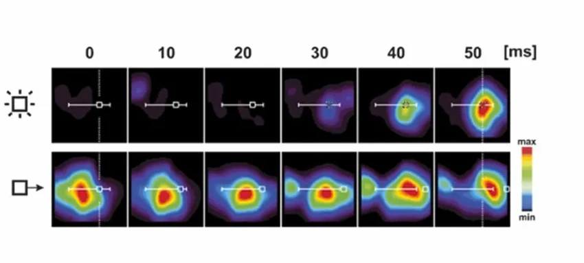 Как мозг видит будущее: нейронная волна, которая опережает время
