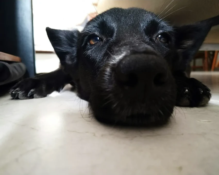 Собаки научились выявлять болезнь Паркинсона с точностью почти 90%