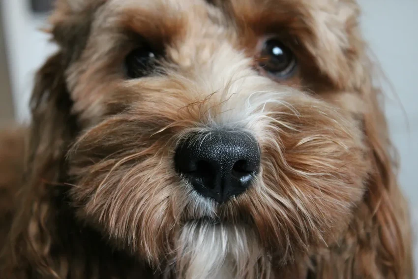 Собаки научились выявлять болезнь Паркинсона с точностью почти 90%