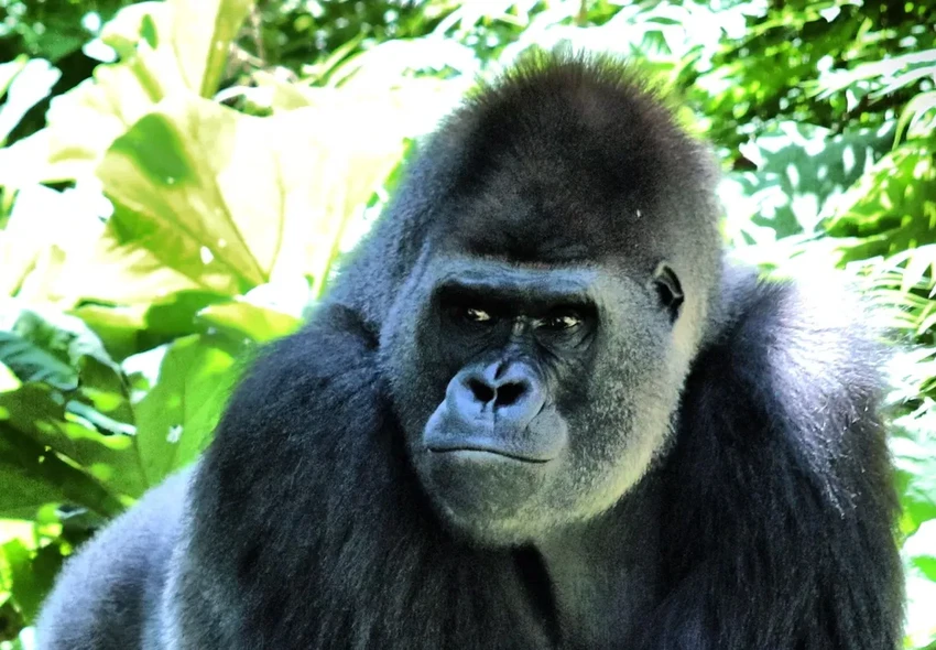 Как мозг управляет вниманием и взглядом и почему иногда их путает