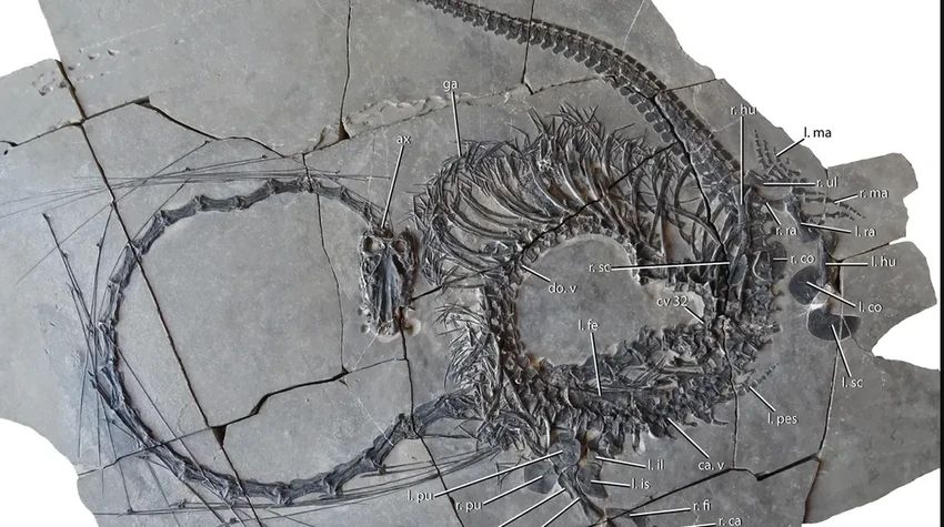 Найдена окаменелость древнего «дракона»: 240 миллионов лет и 32 позвонка в шее