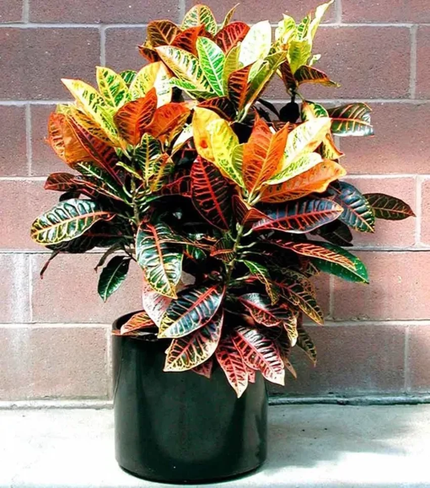 Опасные соседи: 10 популярных комнатных растений, ядовитых для людей и питомцев